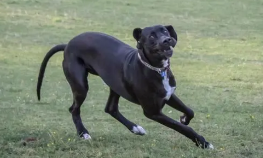 护卫犬排行榜的前十名