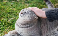 铲屎官是啥意思