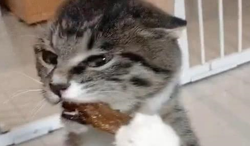 猫咪偷吃肉肉,被主人抓住后颈也不放开爪子:这是本喵的! 猫咪偷吃肉肉,被主人抓住后颈也不放开爪子:这是本喵的!