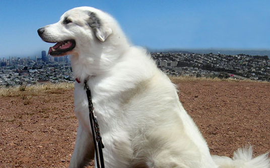 比利牛斯牧羊犬的养护常识 注意毛发护理 比利牛斯牧羊犬的养护常识 注意毛发护理