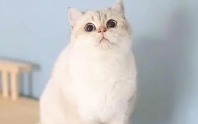 金点猫怎么看品质 金点猫怎么看品质