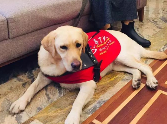 上海第一条导盲犬11岁了!聪明到令人吃惊:除了不会说话,啥都知道 上海第一条导盲犬11岁了!聪明到令人吃惊:除了不会说话,啥都知道
