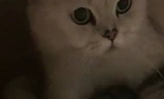 回到家看到小奶猫少一只，主人慌忙寻找，没想到在这发现了它！