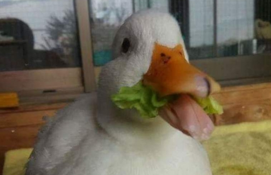 怎么让鸭子不乱拉屎