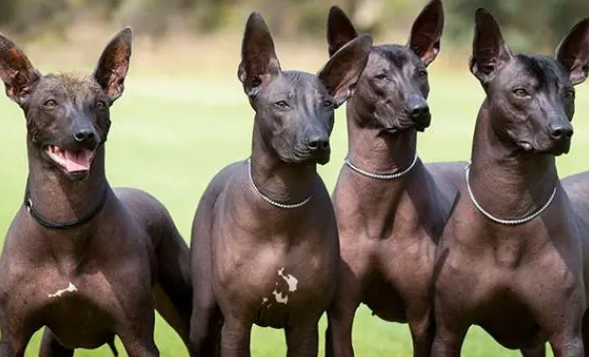 墨西哥无毛犬幼犬怎样护理?注意保温 墨西哥无毛犬幼犬怎样护理?注意保温