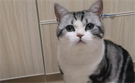 正宗美短猫图片 性格
