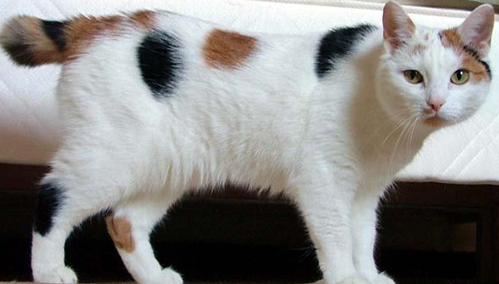 曼岛无尾猫吃什么比较好? 曼岛无尾猫吃什么比较好?