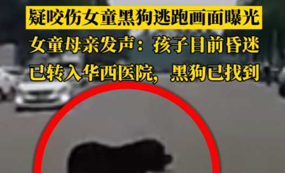 一地出手！看到未拴绳狗狗直接抓走暂扣