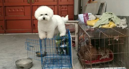 比熊犬在这儿生活了半年了,它的活动空间很大! 比熊犬在这儿生活了半年了,它的活动空间很大!
