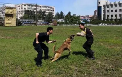 缉毒犬是怎样成功“考编”的?过程太励志! 缉毒犬是怎样成功“考编”的?过程太励志!