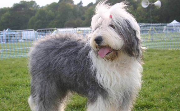 英国古代牧羊犬拉丁名称