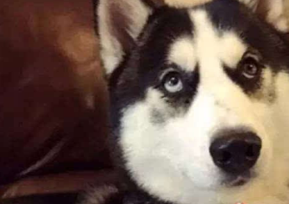 二哈挑衅伯恩山犬，1秒被锁脖尴尬求饶：饶命，再也不敢了！
