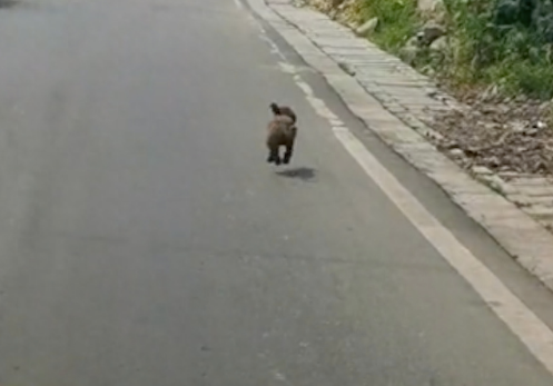 泰迪被遗弃后，在马路上狂奔2公里！跑得都快飞起来了