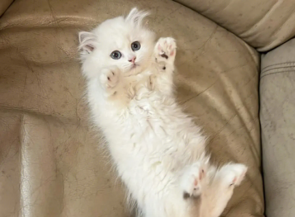 拿破仑猫多少钱一只