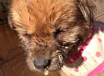犬瘟狗狗只喝水不吃饭怎么办 犬瘟狗狗只喝水不吃饭怎么办