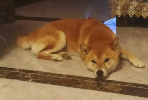 柴犬不喜欢出去,它觉得在家可以睡觉 柴犬不喜欢出去,它觉得在家可以睡觉