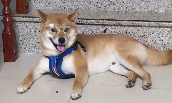 被主人“欺压”已久的柴犬终于翻身做老大了