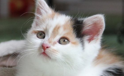 今天虐猫明天打你!遇见这样的男人就赶紧掰了吧! 今天虐猫明天打你!遇见这样的男人就赶紧掰了吧!