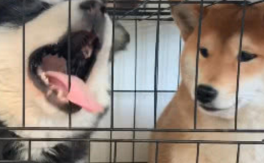 阿拉斯加在笼子里闹腾，柴犬一个举动让它瞬间老实，这是只狠狗！