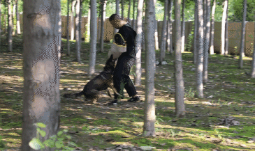 帅炸了！德州警犬出圈，全省第一！