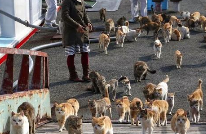 “猫岛”住9人养210只猫，岛民申请对猫咪集体绝育 