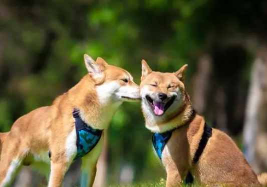 柴犬智商排名第几