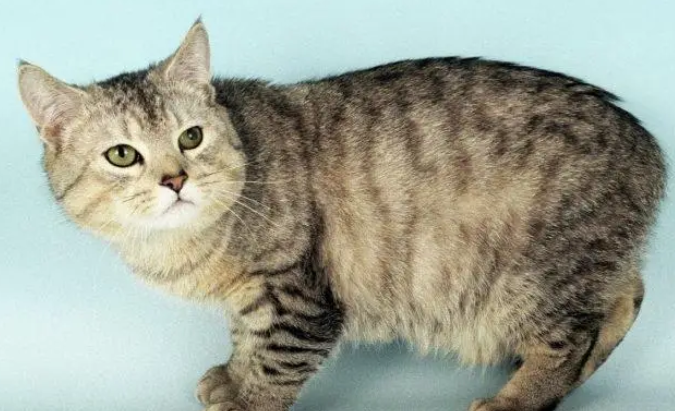 曼岛无尾猫如何消除泪痕 曼岛无尾猫如何消除泪痕