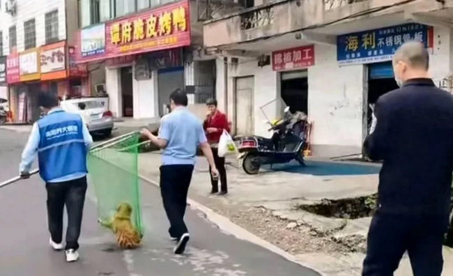 “捕狗”风暴席卷全国,多地开启最严抓狗令,爱狗人士却另有担忧 “捕狗”风暴席卷全国,多地开启最严抓狗令,爱狗人士却另有担忧
