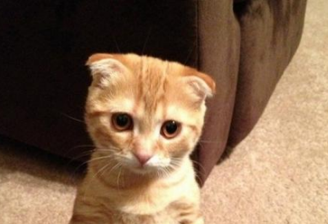 端午猫是苏格兰折耳猫吗？来看看吧