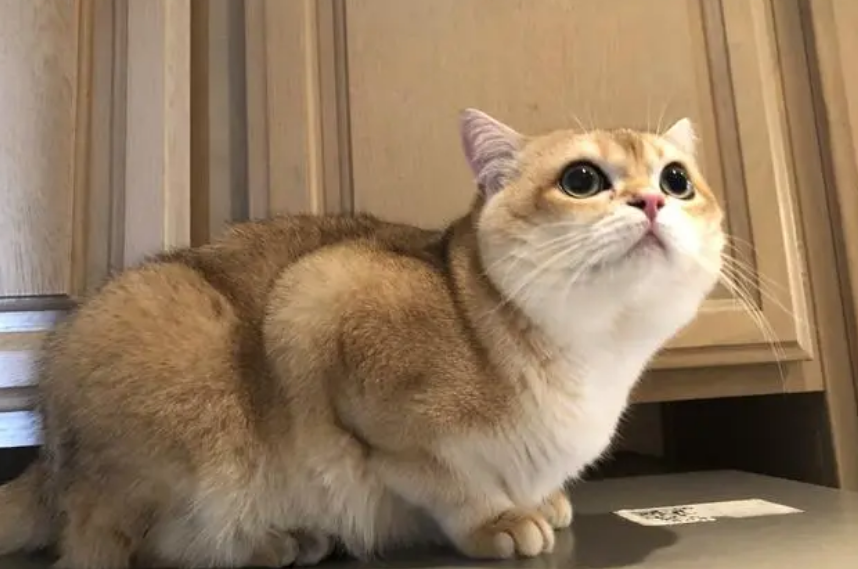 金渐层猫11,12,25图片