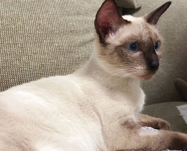 岁月是把杀猪刀，肥了橘猫的腰，糊了暹罗的毛！