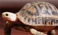 特拉凡柯陆龟有哪些形态特征？一般都分布在哪里呢？