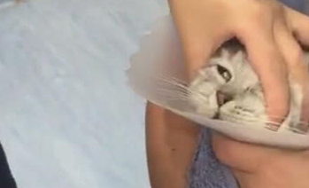 猫咪生病了被主人送医院看病,抵触打针,但是吃药的过程很享受! 猫咪生病了被主人送医院看病,抵触打针,但是吃药的过程很享受!