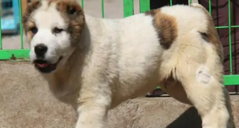 一个月中亚犬多少钱一只