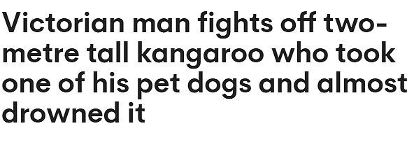 离谱! 爱犬遭2米高袋鼠掳走险被淹, 澳男下水搏斗挨一记重拳 离谱! 爱犬遭2米高袋鼠掳走险被淹, 澳男下水搏斗挨一记重拳