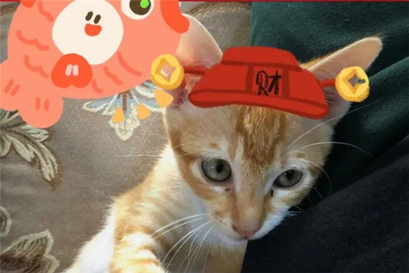 招财猫的起源是中国？小小猫咪大大惊喜