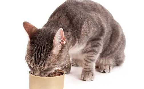 路可丝猫罐头：营养丰富，满足猫咪口感需求