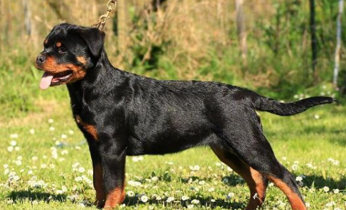 河南郑州：严查遛狗不拴绳，这50类犬不能养