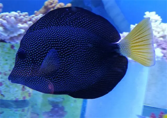 珍珠吊吃什么?该鱼属于草食性鱼类 珍珠吊吃什么?该鱼属于草食性鱼类