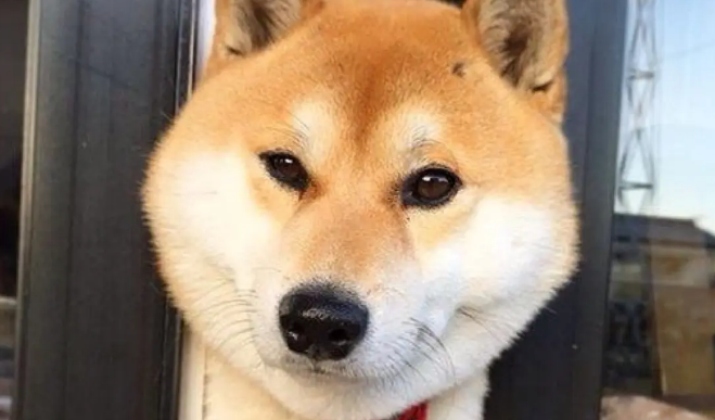 柴犬多少钱一只 柴犬多少钱一只