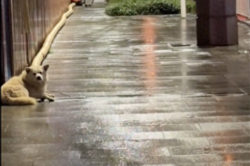 城市里下雨了，几只流浪狗坐在路口默默淋着雨，它们只是想活下去