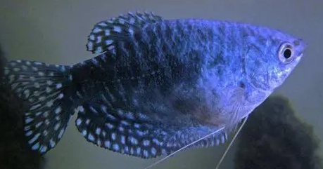 蓝星鱼怎么养?饲养水族箱宜大些! 蓝星鱼怎么养?饲养水族箱宜大些!