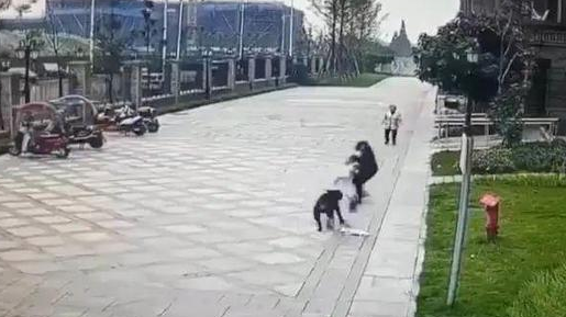 探访女童被大型犬撕咬事件,涉事黑狗已找到,小区保安袖手旁观 探访女童被大型犬撕咬事件,涉事黑狗已找到,小区保安袖手旁观