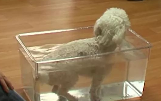 可爱的贵宾犬突然瘫痪，医生说出的原因，让主人后悔不已...