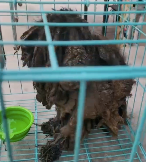 流浪狗穿着厚重的铠甲，女士救助送到宠物店，幸运当天就被领养！