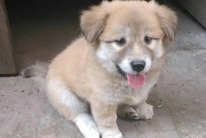 土狗幼犬毛色变化