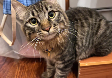 长毛狸花猫多久才爆毛
