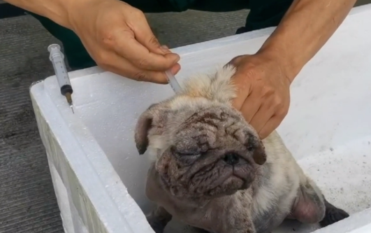 满身皮肤病，散发着恶臭的流浪巴哥犬