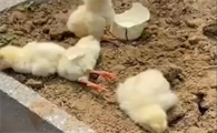 小鸭子为啥那么容易死