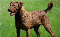 如何喂养哥顿雪达犬？注意不可乱给零食